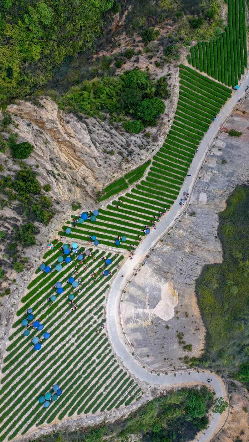 Anxi county Tieguanyin spring tea picking up