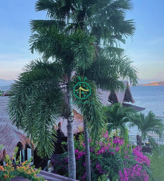 Synthetic Straw Thatch Roofing For Diving Resort in Batangas in Philippines